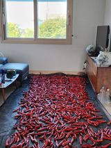 팜모닝 고추·영농일지 게시글 이미지