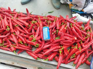 태양초님의 고추 · 수확 작성글 사진