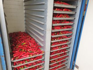 태양초님의 고추 · 수확 작성글 사진