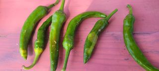 평생공부님의 고추 · 병해충상담 작성글 사진