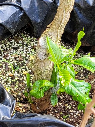 호근님의 기타작물 · 병해충상담 작성글 사진