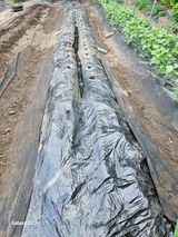 팜모닝 감자·자유게시판 게시글 이미지