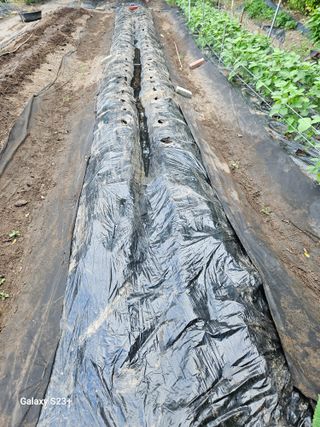 신강우님의 감자 · 자유게시판 작성글 사진