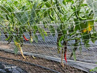 신강우님의 고추 · 수확 작성글 사진