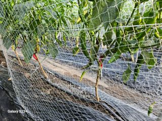 신강우님의 고추 · 수확 작성글 사진