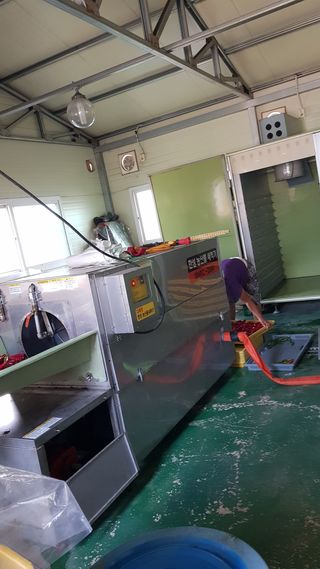 신갑수님의 고추 · 영농일지 작성글 사진