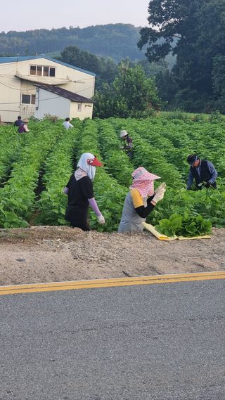 마늘9901님의 들깨 · 자유게시판 작성글 사진
