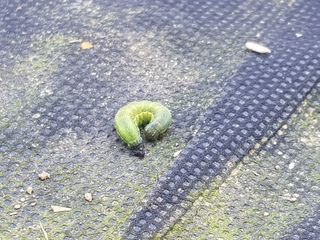 이연희님의 콩 · 병해충상담 작성글 사진