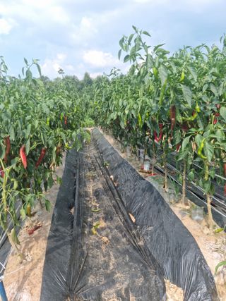 힐링농장님의 고추 · 일상 작성글 사진