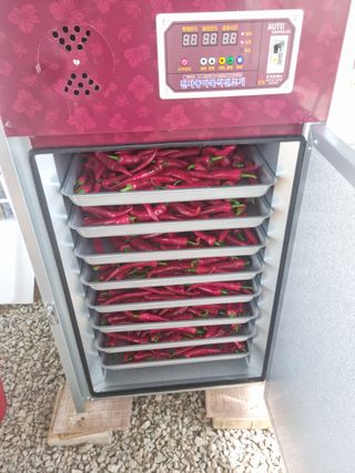 힐링농장님의 고추 · 일상 작성글 사진