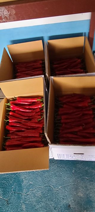 고춘석(고랑과이랑)님의 고추 · 수확 작성글 사진