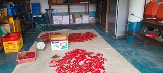 고춘석(고랑과이랑)님의 고추 · 수확 작성글 사진