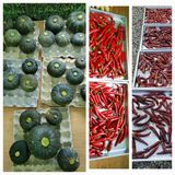 팜모닝 고추·수확 게시글 이미지