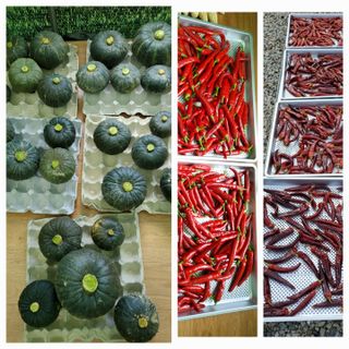 박금석 님의 고추 · 수확 작성글 사진