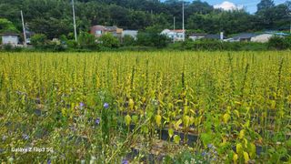 정입분님의 참깨 · 자유게시판 작성글 사진