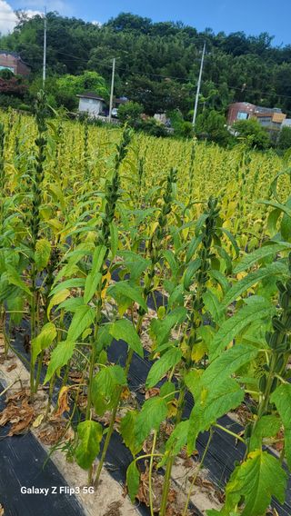 정입분님의 참깨 · 자유게시판 작성글 사진