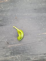 팜모닝 고추·병해충상담 게시글 이미지