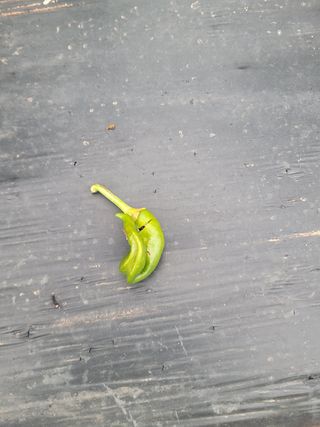 해양님의 고추 · 병해충상담 작성글 사진