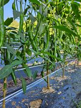 팜모닝 고추·지주설치•유인•성장 게시글 이미지