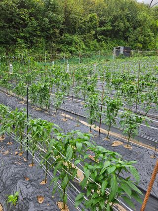 서상진님의 고추 · 지주설치•유인•성장 작성글 사진