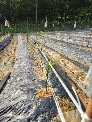 서상진님의 고추 · 지주설치•유인•성장 작성글 사진