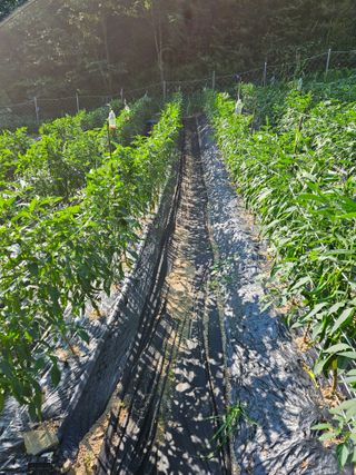 서상진님의 고추 · 지주설치•유인•성장 작성글 사진