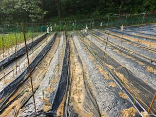 서상진님의 고추 · 지주설치•유인•성장 작성글 사진