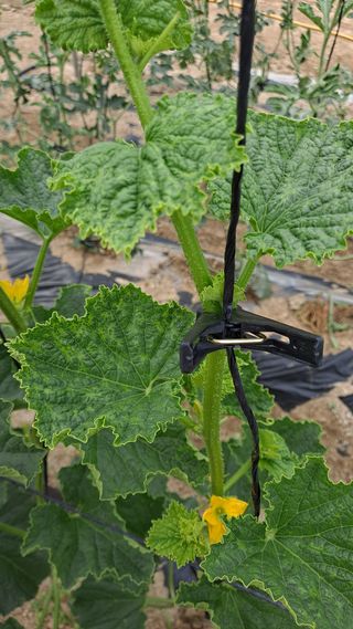 이진우님의 호박 · 병해충상담 작성글 사진