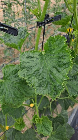 이진우님의 호박 · 병해충상담 작성글 사진