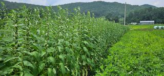 향적농원(정은상)님의 참깨 · 자유게시판 작성글 사진