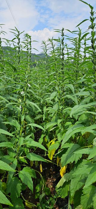 향적농원(정은상)님의 참깨 · 자유게시판 작성글 사진