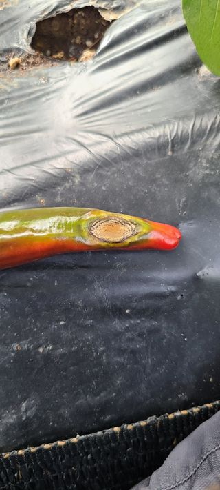 평창분홍님의 고추 · 일상 작성글 사진