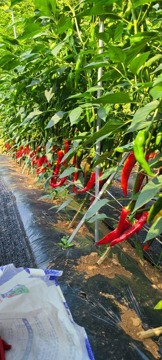 평창분홍님의 고추 · 일상 작성글 사진