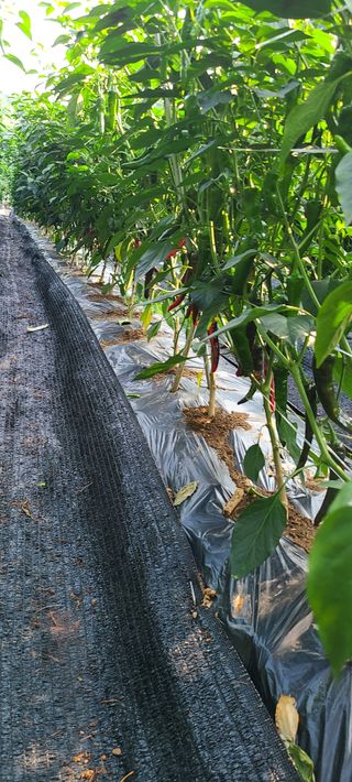 평창분홍님의 고추 · 일상 작성글 사진