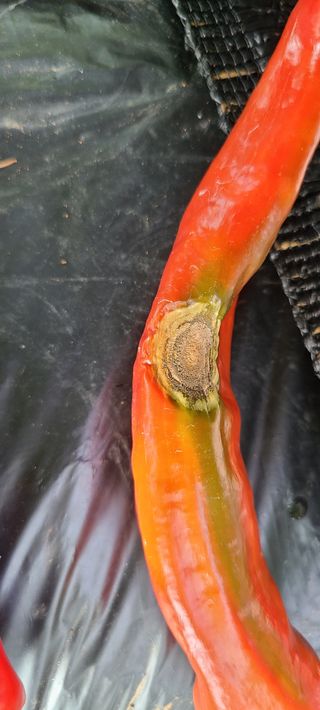 평창분홍님의 고추 · 일상 작성글 사진