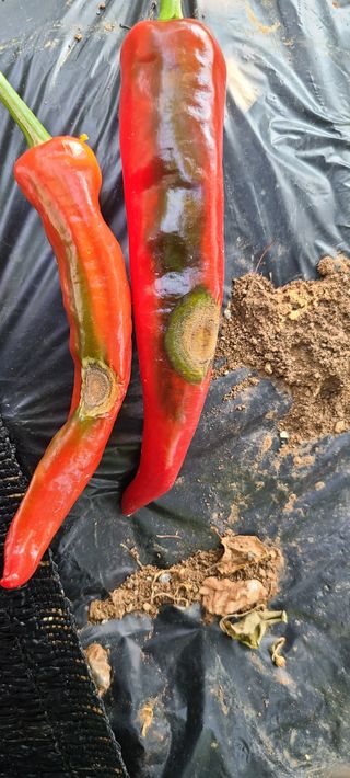 평창분홍님의 고추 · 일상 작성글 사진