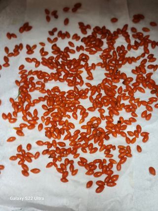 박해용(세건농장)님의 고추 · 수확 작성글 사진