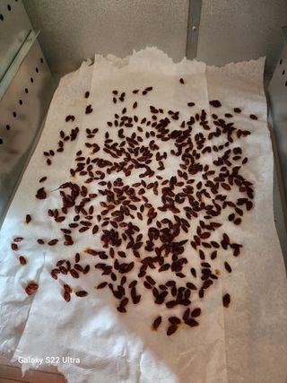 박해용(세건농장)님의 고추 · 수확 작성글 사진