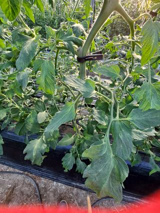 이승연님의 토마토 · 병해충상담 작성글 사진