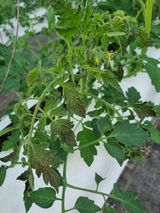 팜모닝 토마토·병해충상담 게시글 이미지