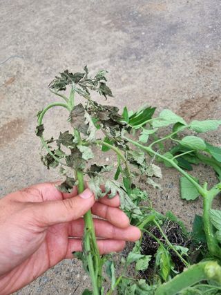 토마토 1님의 토마토 · 병해충상담 작성글 사진