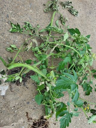 토마토 1님의 토마토 · 병해충상담 작성글 사진