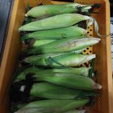 팜모닝 옥수수·자유게시판 게시글 이미지