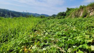 먹골농부님의 자유주제 · 자유게시판 작성글 사진