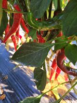 팜모닝 고추·수확 게시글 이미지