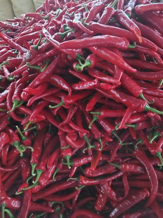 장미부인님의 고추 · 수확 작성글 사진