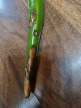 팜모닝 고추·병해충상담 게시글 이미지