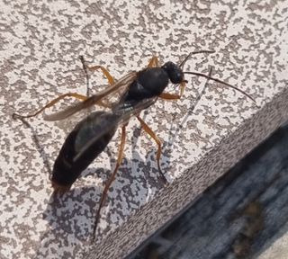 묘봉님의 기타작물 · 병해충상담 작성글 사진