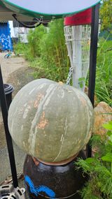 팜모닝 호박·자유게시판 게시글 이미지