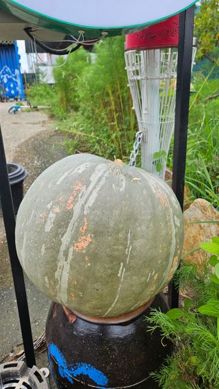 종철아님의 호박 · 자유게시판 작성글 사진